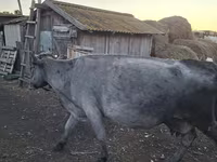 Mucca, Bovini — foto 2