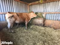 Lembu betina, Limousin cow — foto 2