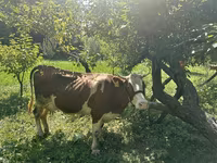 Krava, Simmental cattle — foto 3