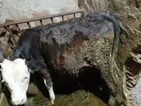 Boğa, Holstein ırkı — foto 1