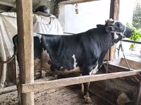 Toro, Russian Black pied cattle — foto 4