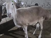 Овца, Afghan Arabi sheep — снимка 4