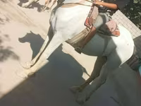 Kuda betina, Horses — foto 1