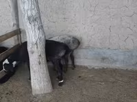 Keçilər (partiya, cinsi göstərilməyib), Keçilər — foto 4