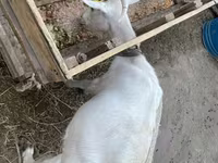 عنزة, Saanen goat — الصورة 1