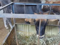 Vacă, Bovine — foto 1