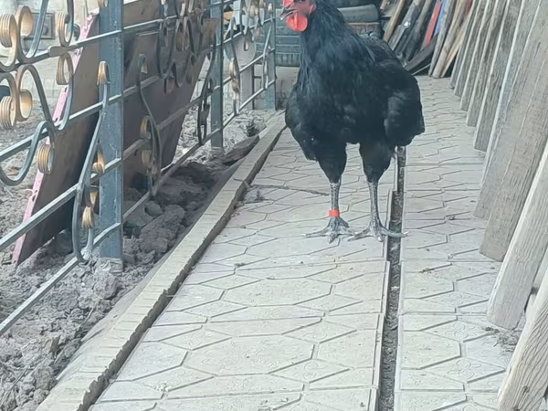 Jersey Giant — Kyrgyzstan