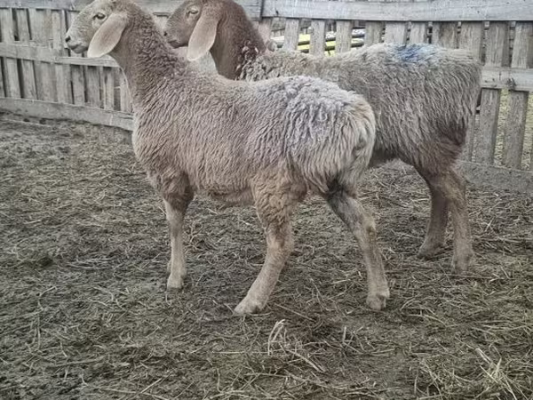 میش, Arashan sheep