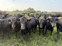 ወንድ በሬ, Aberdeen-Angus — ፎቶ 3