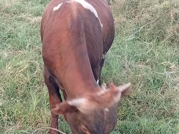 公牛, Cattle