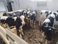 Tyre, Swiss cattle — foto 4