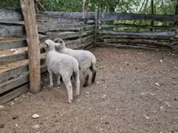 แกะตัวเมีย, White Suffolk sheep — รูปภาพ 4