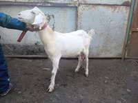 Keçi, Nubian Goat — foto 2