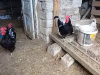 Chickens — عکس 1