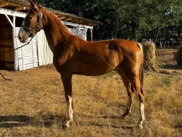 Sto, Dutch warmblood horse