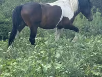 Cavalo, Cavalos — foto 5
