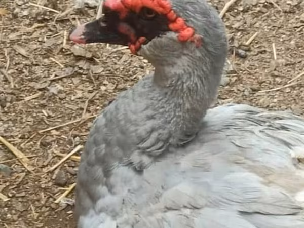 Ducks