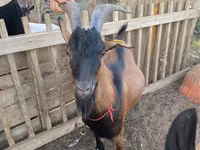 Koza, Alpine goat — zdjęcie 4