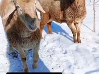 مینڈھا, Arashan sheep — تصویر 1