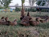 Ducks — fotografija 1