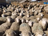 Sheep, Kuibyshev sheep — photo 6