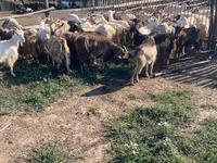 بز نر, بز — عکس 3