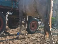 Hengst, Paarden — foto 4
