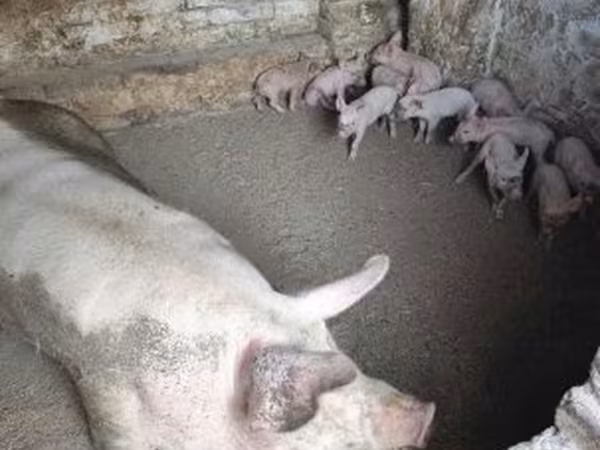 Schweine (Partie, Geschlecht nicht angegeben), Schweine