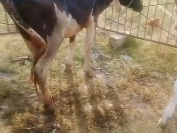 Ko, Simmental cattle