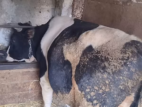 Tyre, Holstein-race