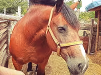 Mare, Horses — photo 2