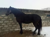 اسب نر, اسب — عکس 1