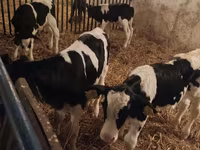 Toro, Russian Black pied cattle — foto 5