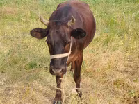 Mucca, Bovini — foto 3