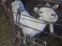 Ri’ dhaddig, Saanen goat — sawirka 4