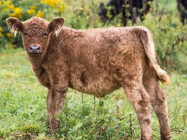 Galloway cow
