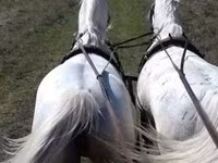 Cal, Lipizzaner — foto 3