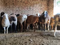 میش, گوسفند — عکس 1