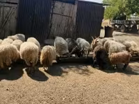 แกะตัวผู้, Racka sheep — รูปภาพ 7