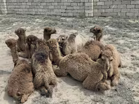 شتر ماده, Kazakh Bactrian camel — عکس 3