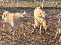 Ямааны ухна, Boer goat — 2 зураг