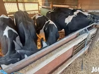 گاو نر, Russian Black pied cattle — عکس 4