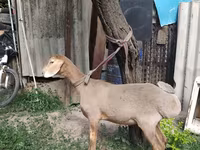 Beran, Edilbay sheep — foto 6