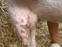 Kambing betina, Saanen goat — foto 7