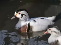Ducks — фото 1