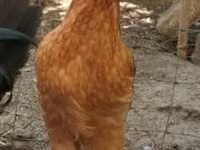 Chickens — foto 2