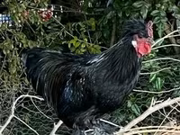 Chickens — foto 7