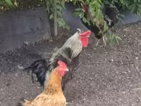 Chickens — foto 1