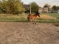 Pastuv, Коњи — fotografija 2