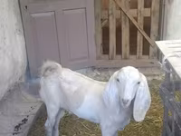 Jarac, Beetal goats — fotografija 5